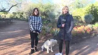 Desert Botanical Garden in Phoenix welcomes visitors for Dog Days