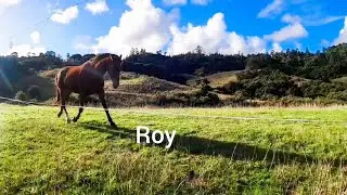 What Autonomy with Horses can look like - from boring to action