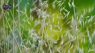 Gentle Wind on the Grass with Solfeggio 285 & 783 Hz Binaural Beats | 10-Minute Healing Sound