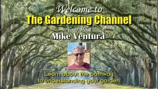 The benefits of growing zucchini in an upright condition.