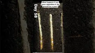 What happens if you leave cigarettes in the ground for a year / Science Facts