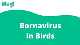 Bornavirus in Birds | Wag!