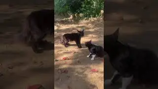 Cat Standoff in the Sunshine | Cute Cat Moments 🌞🐾 #shorts