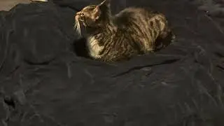 Technology offending my cat ￼