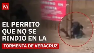 Peque&ntilde;o h&eacute;roe en la tormenta: la historia de un perrito atrapado en las inundaciones de Veracruz