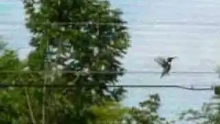 Humming birds chasing each other