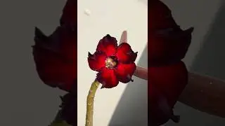 Beautiful adenium darkbloom in my garden #shorts #desertrose #adeniumobesum #flower