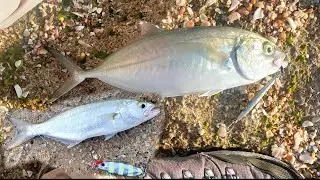 כיף של ז'רז'ור☀ 🎣מלא אקשן גומברים וטרחון נחמד לקינוח 🐟- Shore jigging - Heb/Eng sub