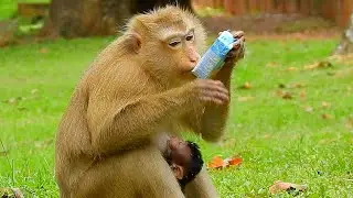 Sad face of monkey Rose by pity and miss her real baby, Rose got a box milk drink for get power back