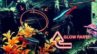Let's Talk Glowlight Tetra: The Real MVP (Most Vibrant Pet) Of Your Aquarium!
