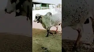 krishna gir breeding centre mandava 👈 Raj bull