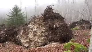 Cansiglio - Tempesta Vaia