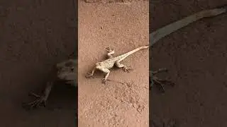 Quiet Nature Detail 🦎 | Calm Nature Flow