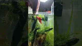 Hand Feeding of a Betta Fish #aquariumhobby #fishshorts #bettafish #bettashorts