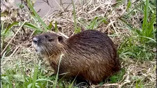 Amazing Nutria/semi-aquatic/A large rodent-like animal