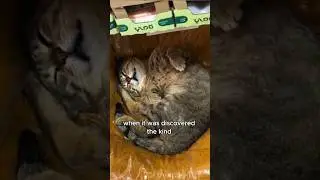 The stray cat that sneaked into the store to sleep #animals #love #shorts