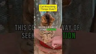Cat Knocking Things Over?  #catbehaviorist #cat #catslogic #understandingcats