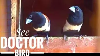 Doctor Bird