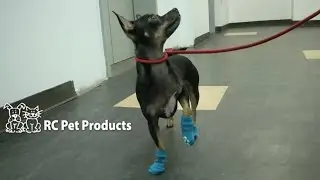 Pawks Puppet & Argyle Dog Socks from RC Pet Products