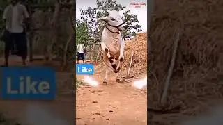 Ongole githa 🔥💥#subscribe