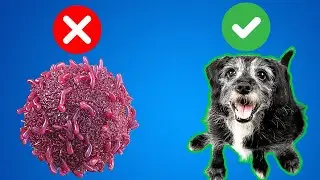Best Diet For Dog Cancer (Keep them longer)