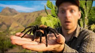 Найти этого тарантула сложнее, чем золото - Wild Mexico