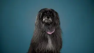 BRETT - Das mit dem Hund tut mir leid (Official Video)