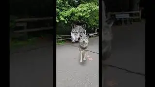 Wolf Howling In Front Of Wolf Poster 🐺