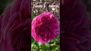 Top 10 Strongest Scented David Austin Roses #กุหลาบอังกฤษ @dreamrosegarden4094 Wisconsin USAzone5b