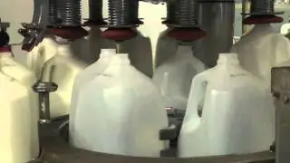 Where does milk come from?