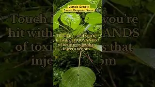 World&rsquo;s most Dangerous plant #DeadlyPlants #toxic #SuicidePlant #shorts #travelshorts #amazingfacts