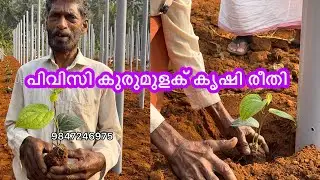 ഇതുപോലെ കുരുമുളകിട്ടാൽ ഇടുന്ന വളം എല്ലാം ചെടിക്കുള്ളതാ  #pvcകുരുമുളക്കൃഷി  #pepperfarming 