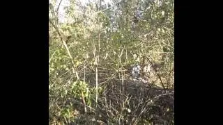 Seedeater footage