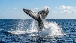 Whale Action Compilation from the Tender &ndash; Breaches, Spyhops & More | Silver Bank 2024