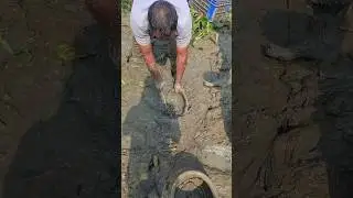Incredible Mud Fishing! Catching Massive Fish in Muddy Waters! Unique European Style!Viral