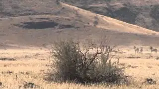 Outdoor Quest TV - Namibia Springbok and Zebra