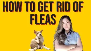 Is your pet's flea medication not working?