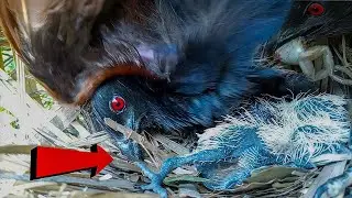 Greater Coucal bird fed a frog to its baby