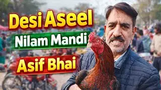 Desi Aseel Murgha | Nilam Mandi | Asif Bhai Special 🐓🔥