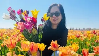 TASC tulip farm// The Largest tulip farm in the GTA/ Pick your own Tulip