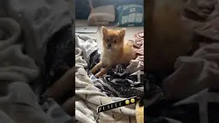 😍cute😍 marsh RJ || Ram with jaanu || febbie RJ #shorts