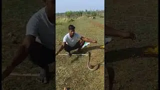 #snake #shorts#snake #snakevideo #yiutubeshort #viralsnacks