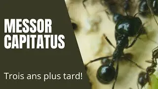 évolution Messor capitatus fin 2023