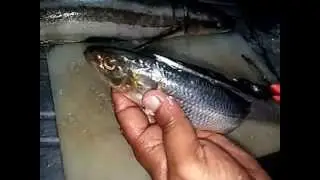 Fish Cutting Tips