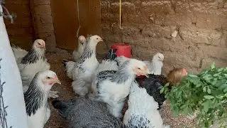 The most expensive chickens in the henhouse
