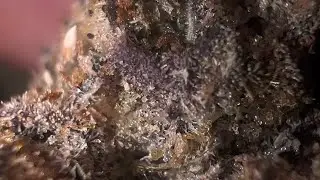 JLITTYS COTTON CANDY GAS STRAIN REVIEW 😤😤😤