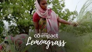 doTERRA Co-Impact Sourcing - Lemongrass (Translated Subtitles)