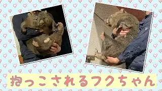 【wombat】抱っこされるフクちゃん☆(Hug, Fuku)