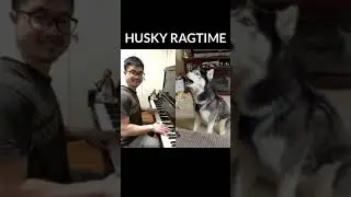 Amazing Husky Dog Sings a Ragtime  #piano  #pianoduet
