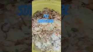Biryani spical 😋#sabiha #youtube #foodie #trending #viral #nonveg #biryani #eidmubarak #biryanitime
